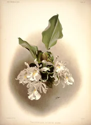 Trichopilia suavis